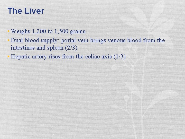 The Liver • Weighs 1, 200 to 1, 500 grams. • Dual blood supply: