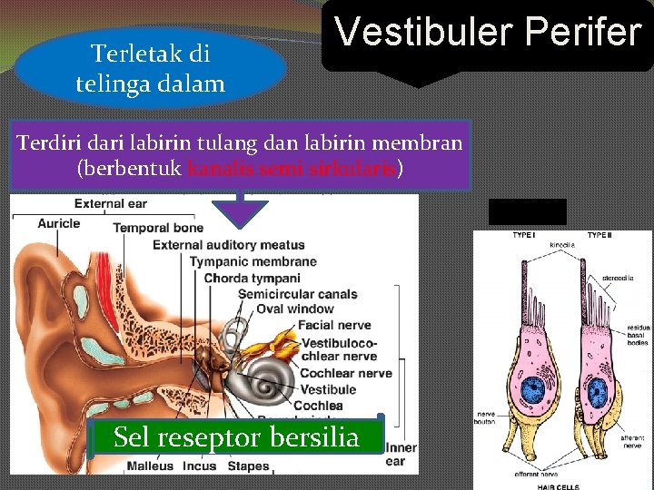 Terletak di telinga dalam Vestibuler Perifer Terdiri dari labirin tulang dan labirin membran (berbentuk