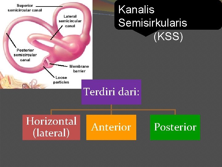 Kanalis Semisirkularis (KSS) Terdiri dari: Horizontal (lateral) Anterior Posterior 