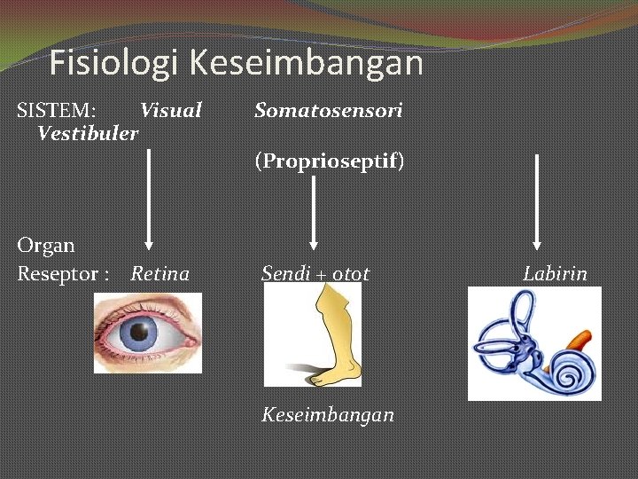 Fisiologi Keseimbangan SISTEM: Visual Vestibuler Somatosensori (Proprioseptif) Organ Reseptor : Retina Sendi + otot