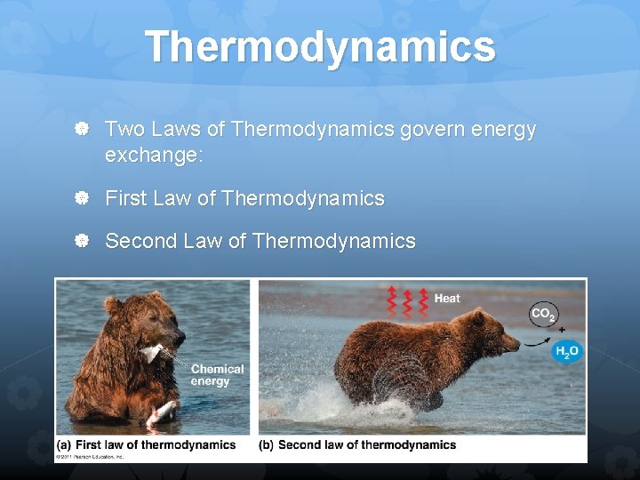 Thermodynamics Two Laws of Thermodynamics govern energy exchange: First Law of Thermodynamics Second Law