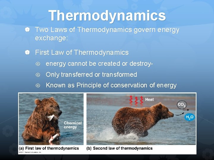 Thermodynamics Two Laws of Thermodynamics govern energy exchange: First Law of Thermodynamics energy cannot