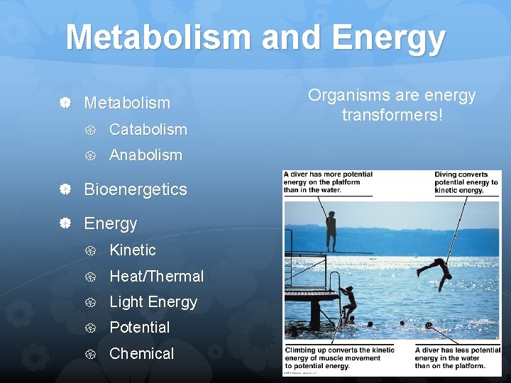 Metabolism and Energy Metabolism Catabolism Anabolism Bioenergetics Energy Kinetic Heat/Thermal Light Energy Potential Chemical