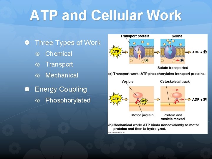 ATP and Cellular Work Three Types of Work Chemical Transport Mechanical Energy Coupling Phosphorylated