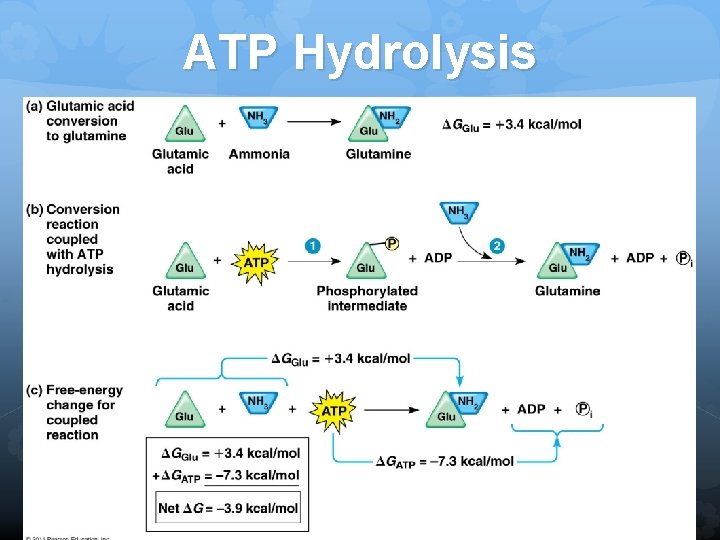 ATP Hydrolysis kh 