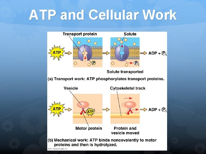 ATP and Cellular Work 