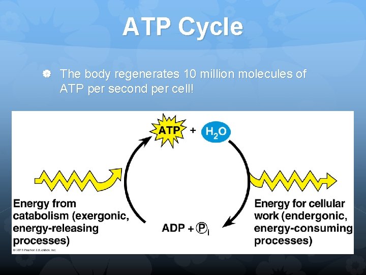 ATP Cycle The body regenerates 10 million molecules of ATP per second per cell!