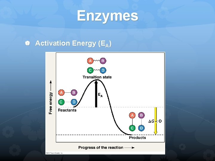 Enzymes Activation Energy (EA) 