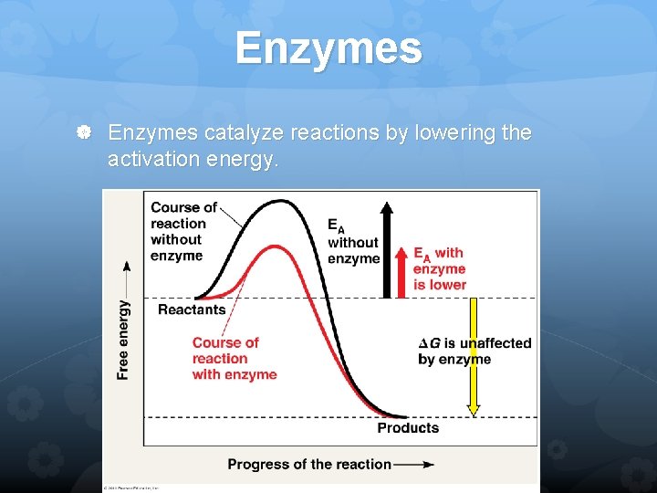 Enzymes catalyze reactions by lowering the activation energy. 