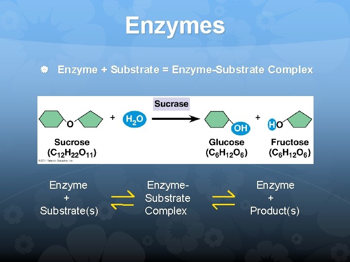 Enzymes Enzyme + Substrate = Enzyme-Substrate Complex Enzyme + Substrate(s) Enzyme. Substrate Complex Enzyme