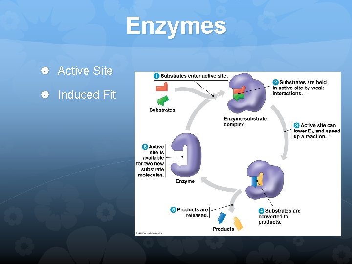 Enzymes Active Site Induced Fit 