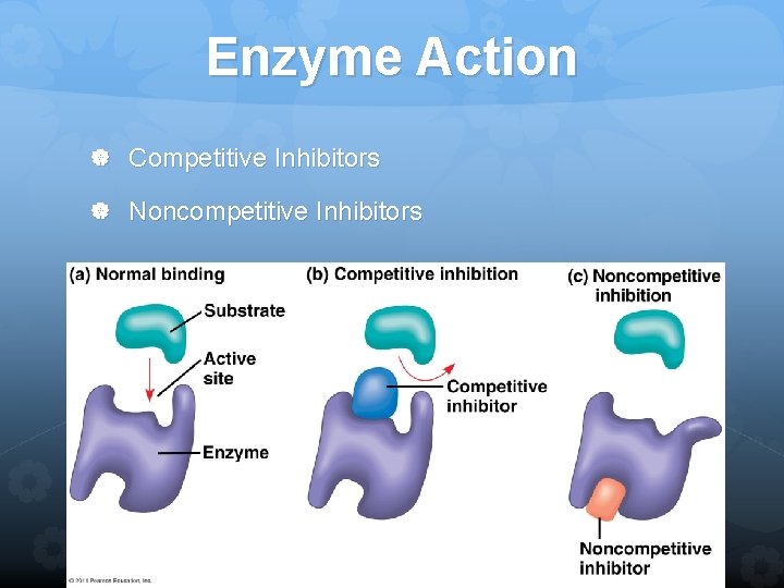 Enzyme Action Competitive Inhibitors Noncompetitive Inhibitors 