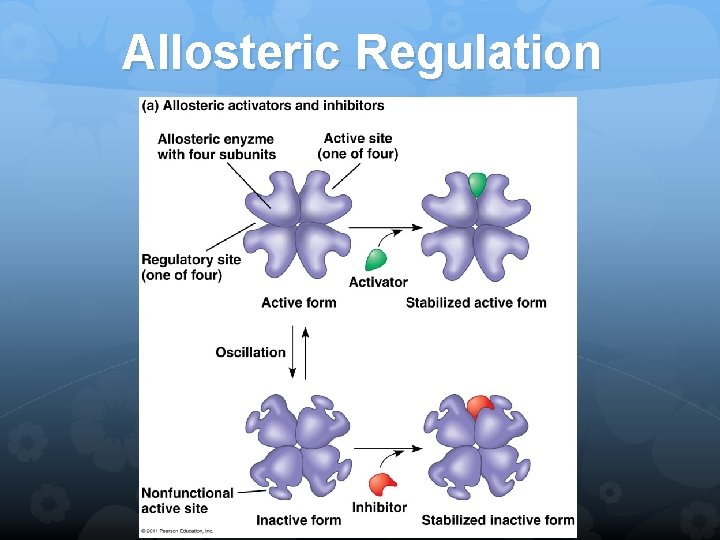 Allosteric Regulation 