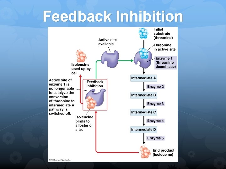 Feedback Inhibition 