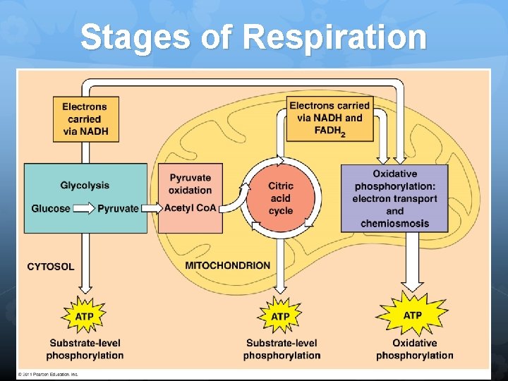 Stages of Respiration asdklf 