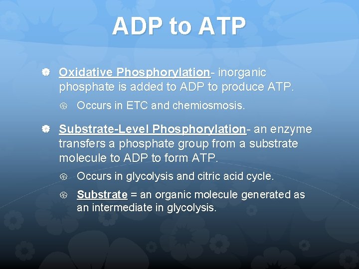 ADP to ATP Oxidative Phosphorylation- inorganic phosphate is added to ADP to produce ATP.