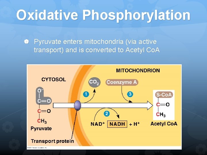 Oxidative Phosphorylation Pyruvate enters mitochondria (via active transport) and is converted to Acetyl Co.