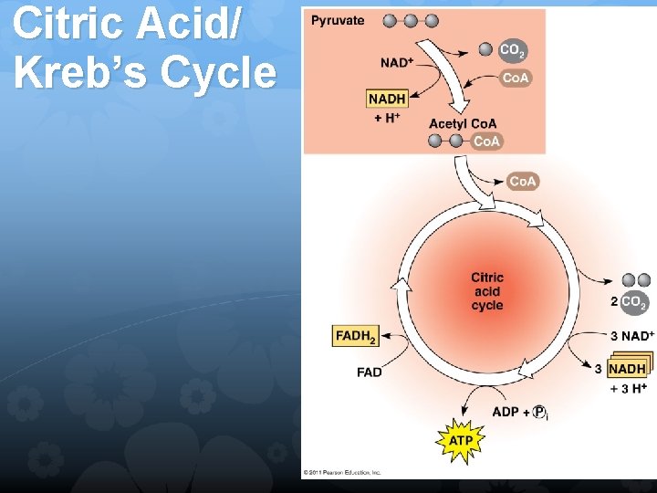 Citric Acid/ Kreb’s Cycle 