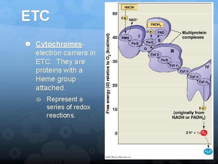 ETC Cytochromes- electron carriers in ETC. They are proteins with a Heme group attached.