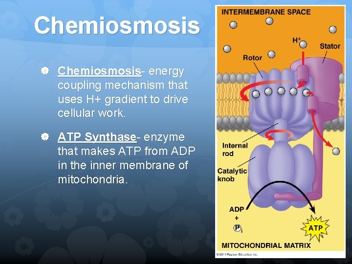 Chemiosmosis Chemiosmosis- energy coupling mechanism that uses H+ gradient to drive cellular work. ATP