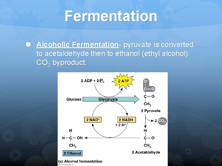 Fermentation Alcoholic Fermentation- pyruvate is converted to acetaldehyde then to ethanol (ethyl alcohol). CO