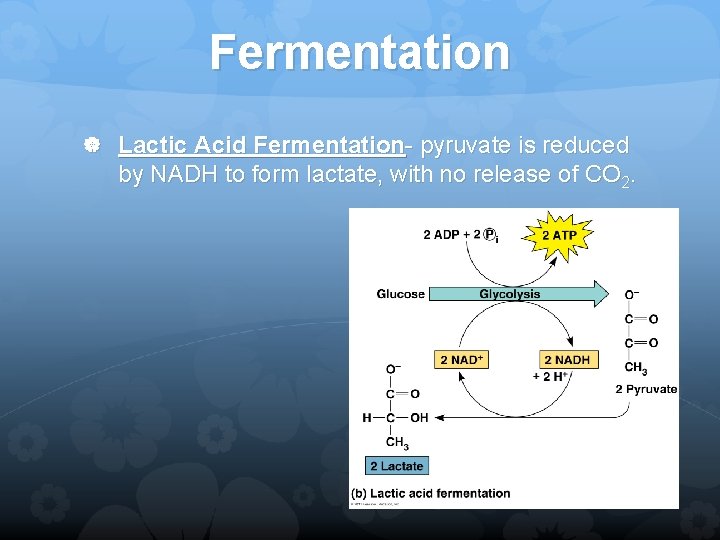 Fermentation Lactic Acid Fermentation- pyruvate is reduced by NADH to form lactate, with no