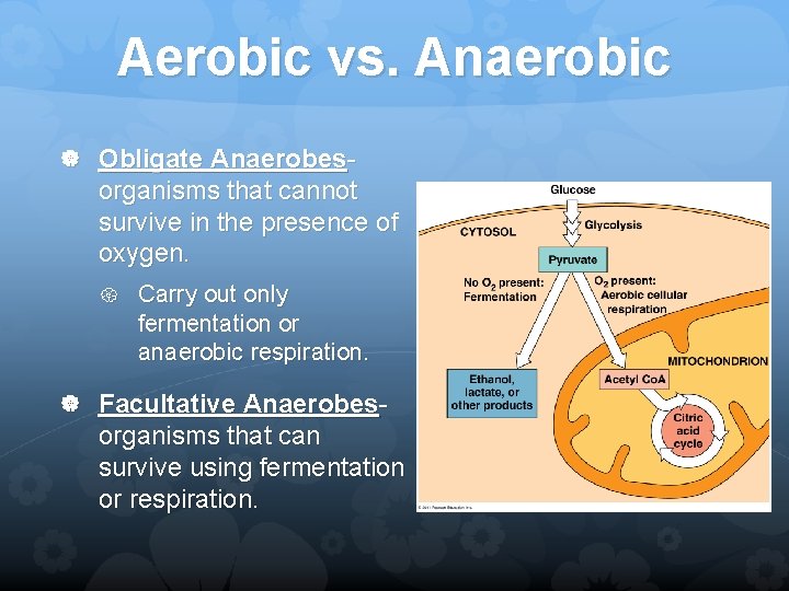 Aerobic vs. Anaerobic Obligate Anaerobes- organisms that cannot survive in the presence of oxygen.