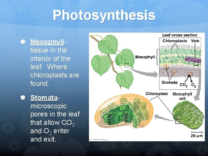 Photosynthesis Mesophyll- tissue in the interior of the leaf. Where chloroplasts are found. Stomata-