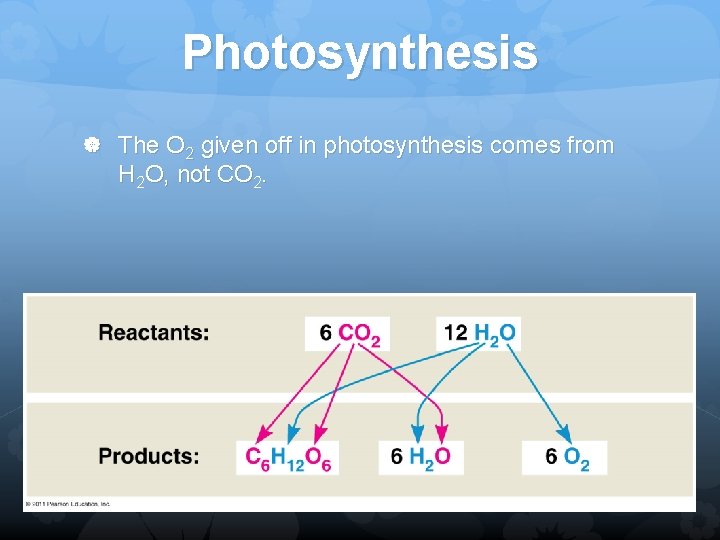 Photosynthesis The O 2 given off in photosynthesis comes from H 2 O, not