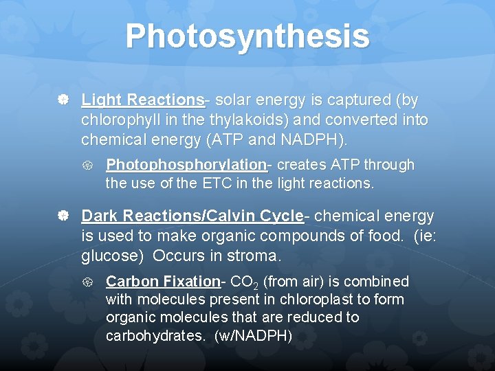 Photosynthesis Light Reactions- solar energy is captured (by chlorophyll in the thylakoids) and converted