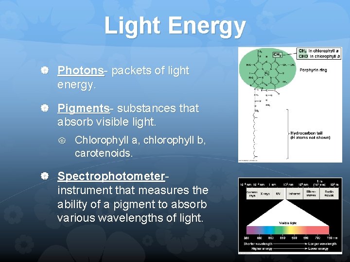 Light Energy Photons- packets of light energy. Pigments- substances that absorb visible light. Chlorophyll