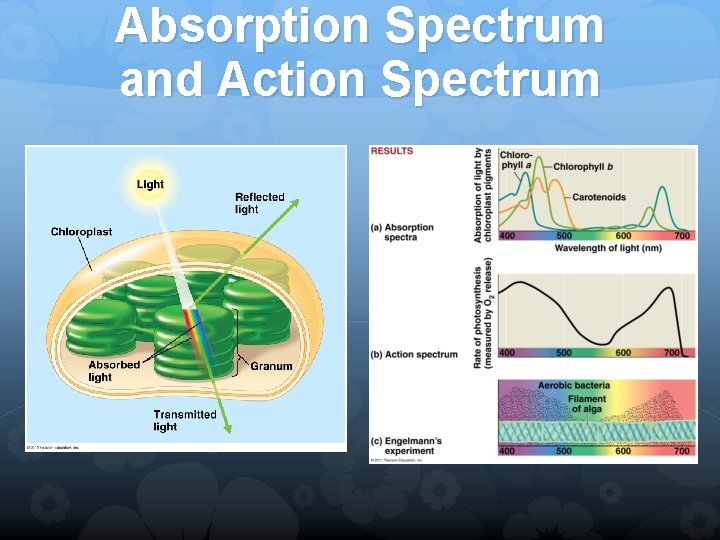 Absorption Spectrum and Action Spectrum 