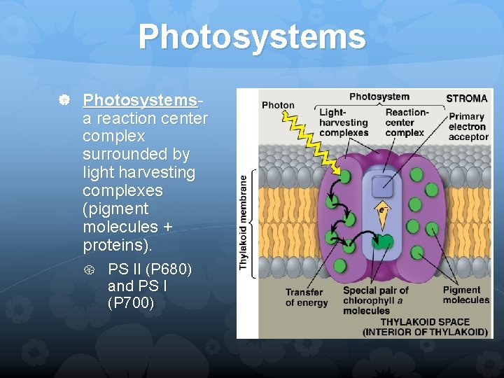 Photosystems Photosystems- a reaction center complex surrounded by light harvesting complexes (pigment molecules +