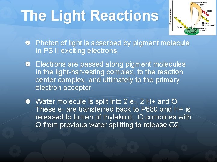 The Light Reactions Photon of light is absorbed by pigment molecule in PS II