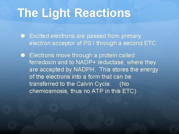 The Light Reactions Excited electrons are passed from primary electron acceptor of PS I