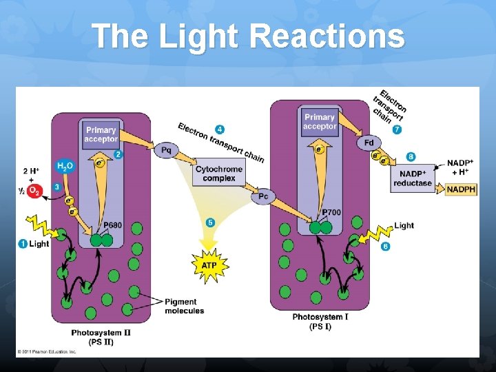 The Light Reactions j 