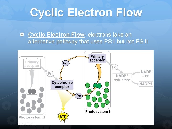 Cyclic Electron Flow Cyclic Electron Flow- electrons take an alternative pathway that uses PS