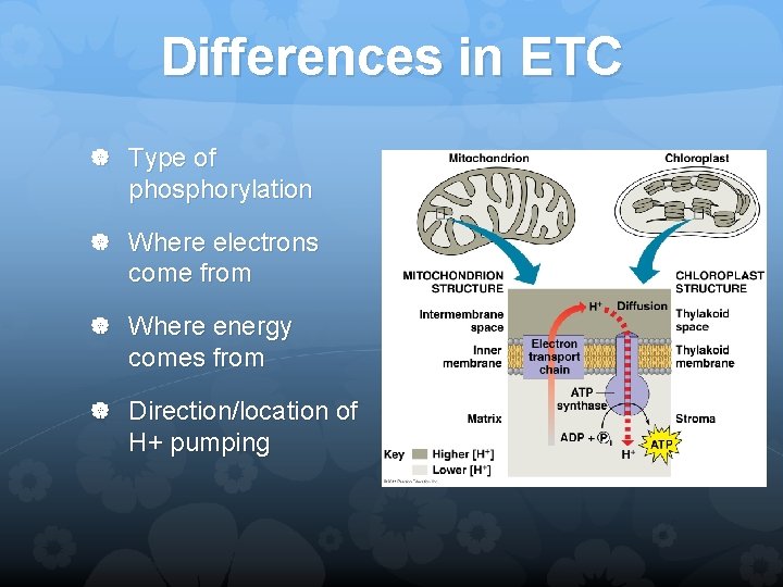Differences in ETC Type of phosphorylation Where electrons come from Where energy comes from