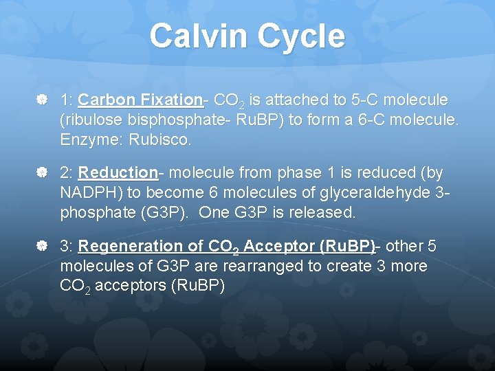 Calvin Cycle 1: Carbon Fixation- CO 2 is attached to 5 -C molecule (ribulose