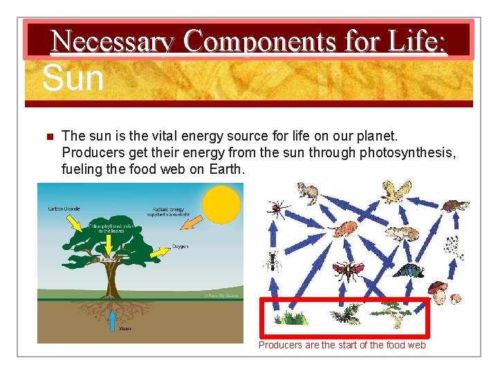 Necessary for Life: 2. Energy. Components Source: The Sun n The sun is the