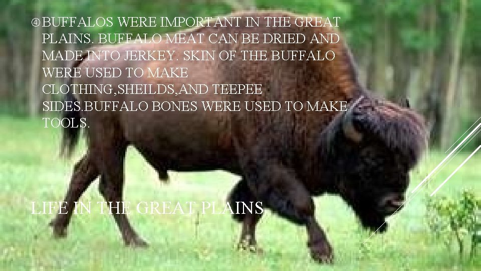  BUFFALOS WERE IMPORTANT IN THE GREAT PLAINS. BUFFALO MEAT CAN BE DRIED AND