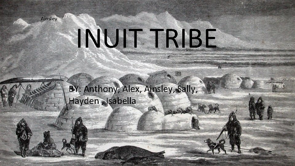 Ainsley INUIT TRIBE BY: Anthony, Alex, Ainsley, Sally, Hayden , Isabella 