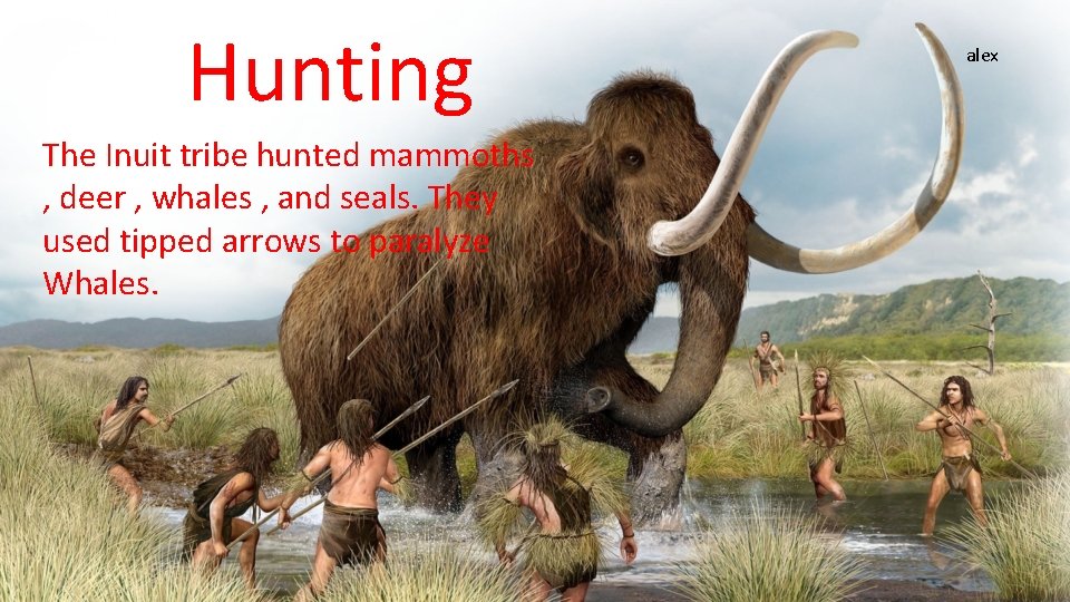 Hunting The Inuit tribe hunted mammoths , deer , whales , and seals. They