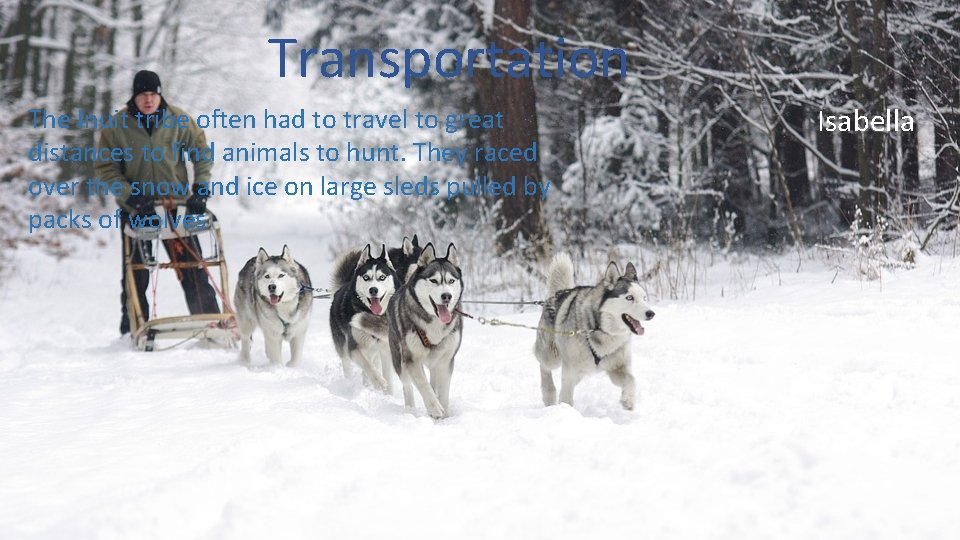 Transportation The Inuit tribe often had to travel to great distances to find animals