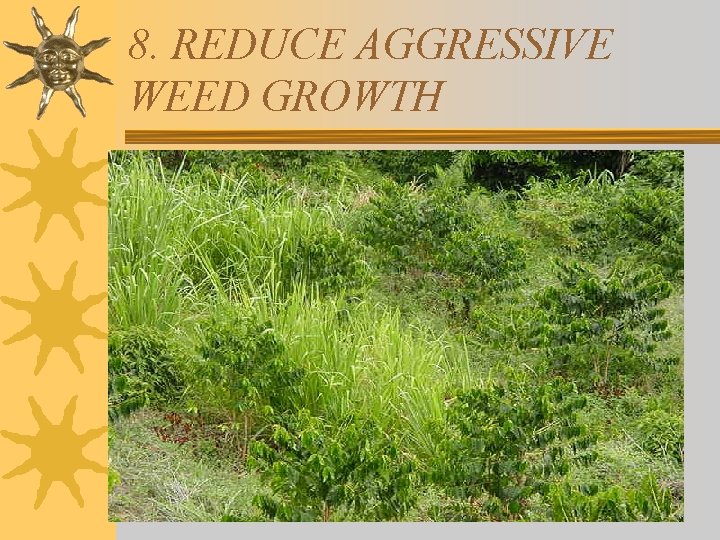 8. REDUCE AGGRESSIVE WEED GROWTH 