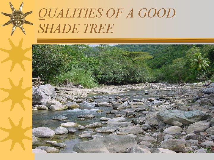 QUALITIES OF A GOOD SHADE TREE 