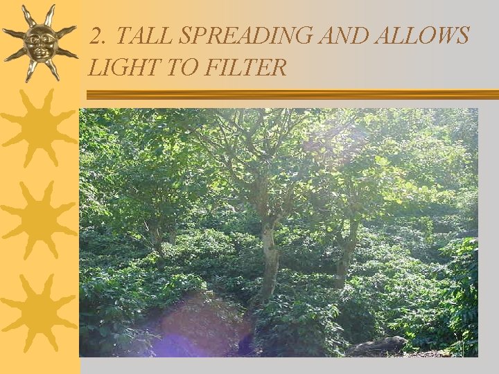 2. TALL SPREADING AND ALLOWS LIGHT TO FILTER 