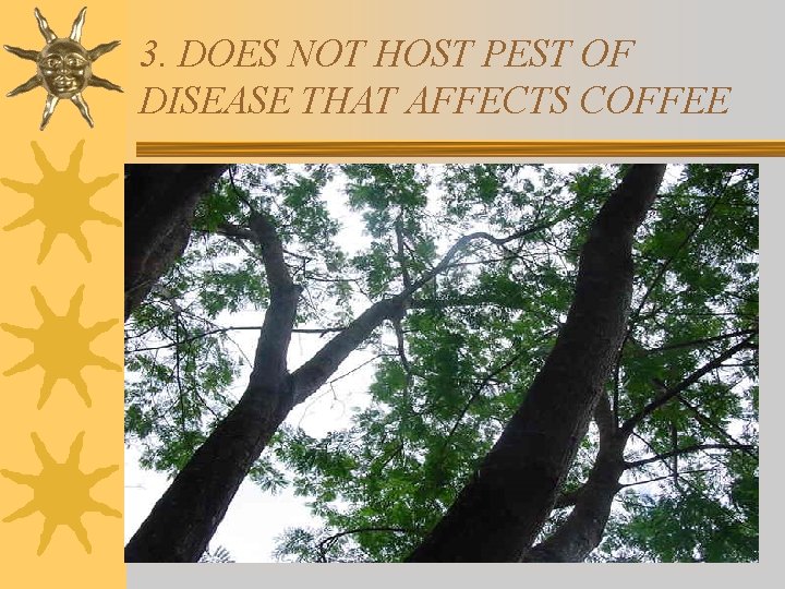 3. DOES NOT HOST PEST OF DISEASE THAT AFFECTS COFFEE 