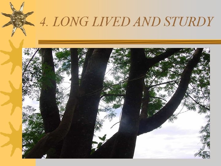 4. LONG LIVED AND STURDY 