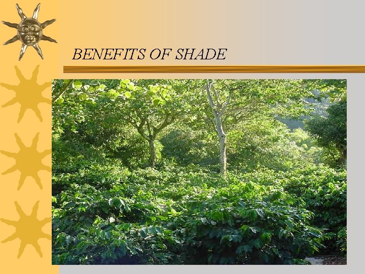 BENEFITS OF SHADE 